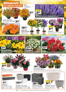Geranien im OBI Prospekt "Biberstarke ANGEBOTE" mit 16 Seiten (Erlangen)