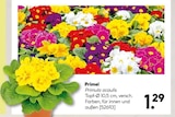 Primel bei BayWa Bau- und Gartenmärkte im Prospekt "" für 1,29 €