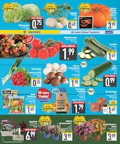Aktueller EDEKA Prospekt mit Zimmerpflanzen, "DAS BESTE DER WOCHE", Seite 2