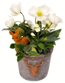 Christrose bei Jawoll in Cuxhaven Christrose im Angebot bei Jawoll Cuxhaven für 12,99 €