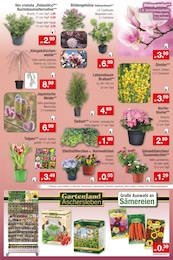 Tulpen Angebot im aktuellen Zimmermann Prospekt auf Seite 13