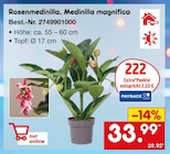 Rosenmedinilla, Medinilla magnifica für 33,99 € bei Netto Marken-Discount im Angebot Rosenmedinilla, Medinilla magnifica im aktuellen Netto Marken-Discount Prospekt