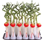 Lucky bambou spirale en promo chez Carrefour Antony à 2,99 €