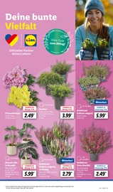 Aktueller Lidl Prospekt mit Chrysantheme, "LIDL LOHNT SICH", Seite 7