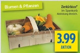 Zierkürbisse im diska Prospekt Zierkürbisse von im aktuellen diska Prospekt für 3,99 €