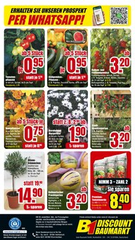 Blumen Angebot im aktuellen B1 Discount Baumarkt Prospekt auf Seite 8