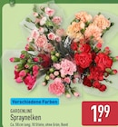 Spraynelken bei ALDI Nord im Finnentrop Prospekt für 1,99 €
