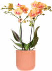 Orchidée Phalaenopsis 2 branches + cache-pot - Botanic Orchidée Phalaenopsis 2 branches + cache-pot à 14,99 € dans le catalogue Botanic