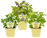 Physalis oder Cocktailminze oder Strauchbasilikum von BLU GEMÜSE für 4,79 € bei OBI im Angebot Physalis oder Cocktailminze oder Strauchbasilikum von BLU GEMÜSE im aktuellen OBI Prospekt