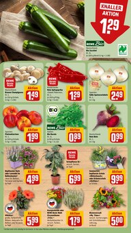 Paprika im aktuellen REWE Prospekt (Heilbronn) Paprika im REWE Prospekt "Dein Markt" mit 26 Seiten (Heilbronn)