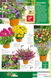 Balkonpflanzen im BayWa Bau- und Gartenmärkte Prospekt in Passau Aktueller BayWa Bau- und Gartenmärkte Prospekt mit Balkonpflanzen, "Entscheiden Sie selbst", Seite 18