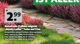 Knospenheide im Hagebaumarkt Prospekt Beauty Ladies Twins im aktuellen Hagebaumarkt Prospekt für 2,99 €