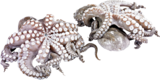 Pulpo im METRO Prospekt Pulpo von Pro Trace im aktuellen METRO Prospekt für 19,68 €