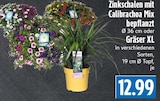 EDEKA Beselich - Zinkschalen mit Calibrachoa Mix bepflanzt Angebot im Prospekt Zinkschalen mit Calibrachoa Mix bepflanzt bei EDEKA im Beselich Prospekt für 12,99 €
