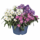 Aktuelle Blumen Angebote bei Lidl in Mönchengladbach Aktuelles Astern in Schale Angebot bei Lidl in Mönchengladbach ab 3,99 €