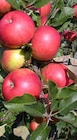 Aktuelle Obstbaum Angebote bei Garten-Center Nordharz GmbH & Co. KG in Braunschweig Aktuelles Pflaumenbaum Angebot bei Garten-Center Nordharz GmbH & Co. KG in Braunschweig ab 15,99 €