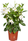 Dipladénia - Lidl à Colmar Dipladénia en promo chez Lidl Colmar à 5,59 €