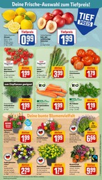 Schnittblumen Angebot & Preis im aktuellen REWE Prospekt Schnittblumen Angebot im aktuellen REWE Prospekt auf Seite 5