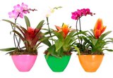 Composition de bromélia et orchidée en promo chez Carrefour Orléans à 14,99 €