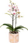 Globus-Baumarkt Pforzheim - Phalaenopsis Orchidee „Multiflora“ Angebot im Prospekt Phalaenopsis Orchidee „Multiflora“ bei Globus-Baumarkt im Pforzheim Prospekt für 14,99 €