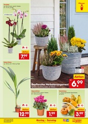 Ähnliche Hibiskus Angebote im Prospekt "Aktuelle Angebote" von Netto Marken-Discount in Hamm Ähnliche Angebote wie Hibiskus im Prospekt "Aktuelle Angebote" auf Seite 19 von Netto Marken-Discount in Hamm