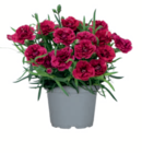 Gartenpflanzen im toom Baumarkt Prospekt Gartennelke im aktuellen toom Baumarkt Prospekt für 2,99 €