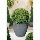 Buis boule dans le catalogue Carrefour Market