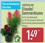 Staude/Sommerblume von GARDENLINE für 1,49 € bei ALDI Nord im Angebot Staude/Sommerblume von GARDENLINE im aktuellen ALDI Nord Prospekt