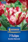 Papagei-Tulpe „Estella Rijnveld“ im Angebot bei Kiebitzmarkt in Lüneburg Papagei-Tulpe „Estella Rijnveld“ Angebote bei Kiebitzmarkt Lüneburg für 5,99 €
