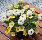 Zauberglöckchen "Blooming Joy" im Angebot bei Hornbach in Trier Zauberglöckchen "Blooming Joy" Angebote bei Hornbach Trier für 6,99 €