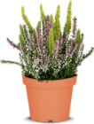 Dreifarbige Besenheide im Angebot bei Netto Marken-Discount in Plauen Dreifarbige Besenheide Angebote von Beauty Ladies bei Netto Marken-Discount Plauen für 2,99 €
