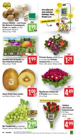 Aktueller EDEKA Prospekt mit Pflanzen, "Aktuelle Angebote", Seite 9