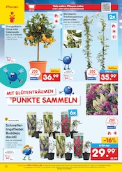 Aktueller Netto Marken-Discount Prospekt mit Pflanzen, "netto-online.de - Exklusive Angebote", Seite 12