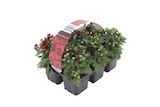 Aktuelle Blumen Angebote bei Lidl in Rostock Aktuelles Chrysanthemen Angebot bei Lidl in Rostock ab 2,49 €
