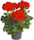 Geranie im Angebot bei REWE in Memmingen Geranie Angebote bei REWE Memmingen für 1,99 €
