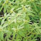 BOTANIC®-Verveine Citronnelle Bio - Le pot de 2,5 litres en promo chez Botanic BOTANIC®-Verveine Citronnelle Bio - Le pot de 2,5 litres dans le catalogue Botanic