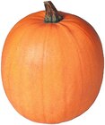Halloween Kürbis für 4,49 € bei REWE im Angebot Halloween Kürbis im aktuellen REWE Prospekt