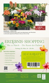 Beetpflanzen Angebote im Prospekt "FRÜHLINGS-ERWACHEN" von Pflanzen Kölle auf Seite 14