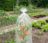 Aktuelles Tomaten-Reifehaube Angebot bei Thomas Philipps in Heidelberg ab 1,99 €