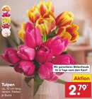 Tulpen Angebote bei Netto Marken-Discount Mülheim für 2,79 €