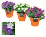 Campanule en promo chez Hyper U Campanule dans le catalogue Hyper U