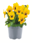 Hornveilchen/Stiefmütterchen im Angebot bei toom Baumarkt in Niederkassel Hornveilchen/Stiefmütterchen Angebote bei toom Baumarkt Niederkassel für 0,69 €