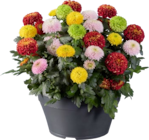 Coupe chrysanthème Flower Pops en promo chez Lidl Caen à 10,99 €