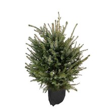 Sapin de Noël naturel Picea omorika : 80/100 cm - C.10 litres en pot à Truffaut dans Roquefort-la-Bédoule Sapin de Noël naturel Picea omorika : 80/100 cm - C.10 litres en pot à Truffaut dans Roquefort-la-Bédoule