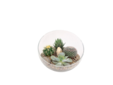 Terrarium Cactus Et Succulentes en promo chez Auchan Hypermarché Nîmes à 29,99 €