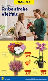 Blumen im Lidl Prospekt in Würzburg Aktueller Lidl Prospekt mit Blumen, "LIDL LOHNT SICH", Seite 26