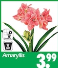 Amaryllis von  im aktuellen Wreesmann Prospekt für 3,99 €