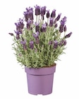 Lavendel Angebot in Lossa Lavendel im aktuellen Prospekt bei Lidl in Lossa
