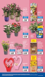 Lidl Gartenerde im Prospekt 