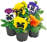 Stiefmütterchen oder Hornveilchen Angebote bei REWE Fürth für 3,45 €